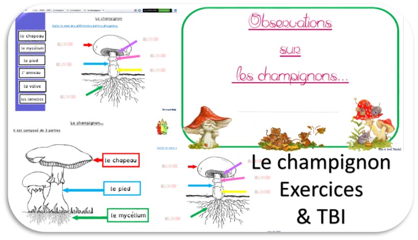Le champignon en dossier pour observer et apprendre